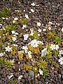 Androsace lactea