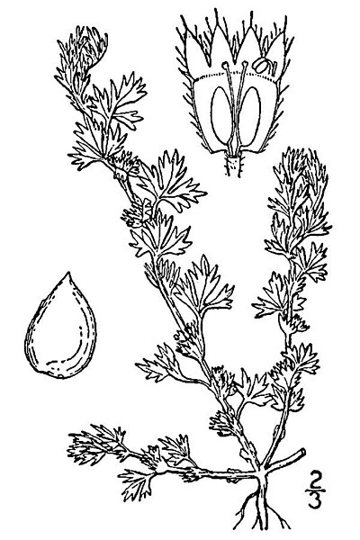 Aphanes arvensis | Grote leeuwenklauw - Field parsley-piert
