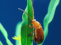 Aphthona flava flea beetle cropped.jpg