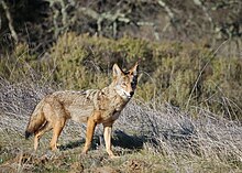 Coyote in the Arastradero Preserve Arastradero Coyote (2079329003).jpg