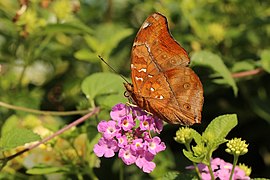 Autumn leaf (Doleschallia bisaltide) Bali I