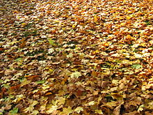 220px Autumn leaves in Kharkov