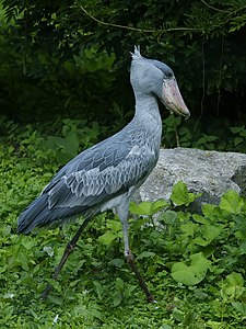 Brugelette llaqtapi (Wilhika suyupi) Pairi Daiza nisqapi