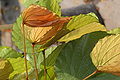 Bauhinia aureifolia