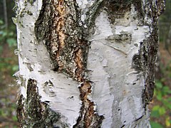 Aspect de l’écorce du bouleau verruqueux à la base du tronc.