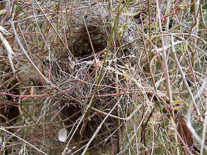 Nest in grass