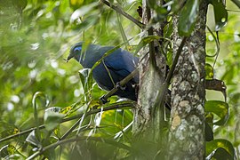 Blue coua