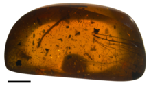 Wing of the dragonfly Burmalindenia in a cabochon of Burmese amber, showing typical red colouration of the amber. Scale bar = 5mm Burmalindenia imperfecta whole amber.png