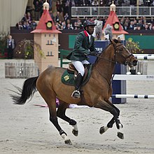 Un cavalier sur un cheval bai de profil au galop.