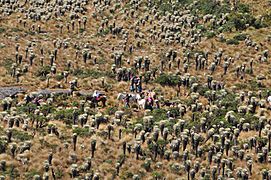 Horseriders on the Páramo