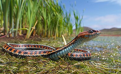 Un exemplaire de couleuvre jarretière (Thamnophis sirtalis infernalis) dans son habitat aquatique, en Californie du Nord. Gagnant de la catégorie « Nature » en 2021, par Jaden Clark, États-Unis