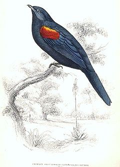 ♂ Campephaga phoenicea