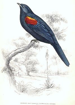 Roodschouderrupsvogel