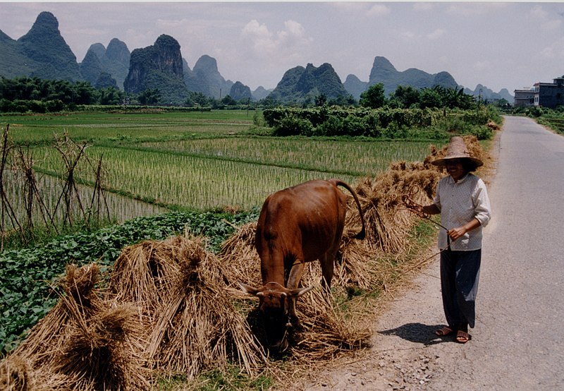 800px-China_Rice_field_with_farmer.jpg