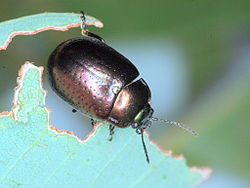 Chrysolina quadrigemina