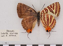 雌性賽利加銀線灰蝶 Spindasis seliga rokana♀