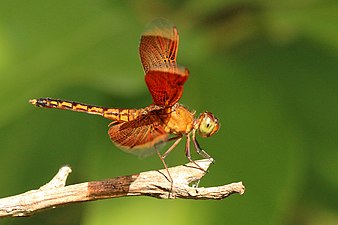 immature male Bali, Indonesia