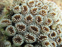 Close up of polyps arrayed on a coral, waving their tentacles. There can be thousands of polyps on a single coral branch. Coral detail.jpg