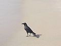 Indiai varjú (Corvus splendens)