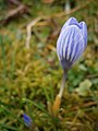 Crocus chrysanthus 'Skyline' close-up