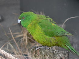 Antipodes-kecskepapagáj (Cyanoramphus unicolor)