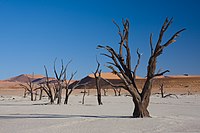 עצים מתים מיובשים בני מאות שנים במדבר המלח Deadvlei