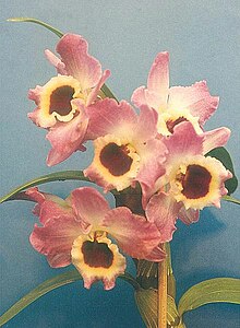 Dendrobium nobile - Larssen.jpg