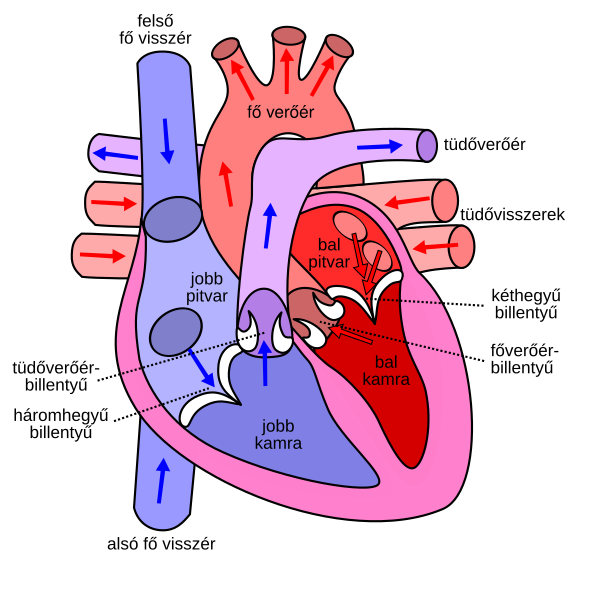 Fájl:Diagram of the human heart hu.svg