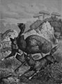 Die Gartenlaube (1881) b 357.jpg Dingos und Emu Originalzeichnung von J. Bungartz (S)