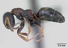 Муравей Dolichoderus quadripunctatus