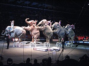 Elephants performing at the Ringling Bros. and...