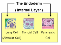 Endoderm2.png