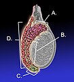 Pisipilt versioonist seisuga 17. aprill 2012, kell 03:14