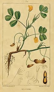 Arachis hypogaea