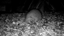 Soubor: European Hedgehog Self-Anointing.webm