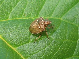 Eysarcoris aeneus