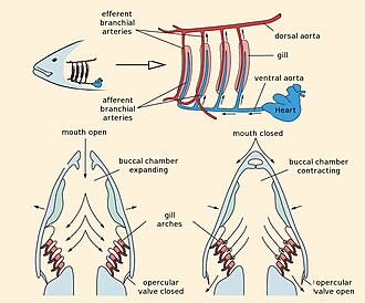 The fish heart pumps blood to the gills, where it picks up oxygen. The blood then flows without further pumping to the body, from where it returns to the heart. Fish gill respiration.jpg