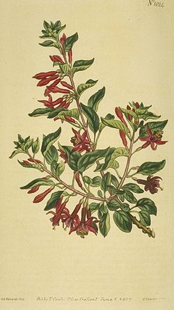 Fuchsia lycioides1Curtis.jpg