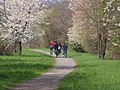 Teilstück des Weser-Harz-Heide-Radfernwegs an der ehemaligen Dransfelder Bahnstrecke bei Groß Ellershausen