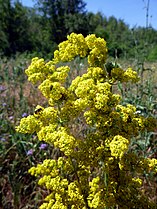 Gaillet (Galium verum).