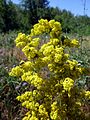 Подмаренник настоящий (Galium verum)