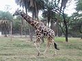 Giraffe (Giraffa)