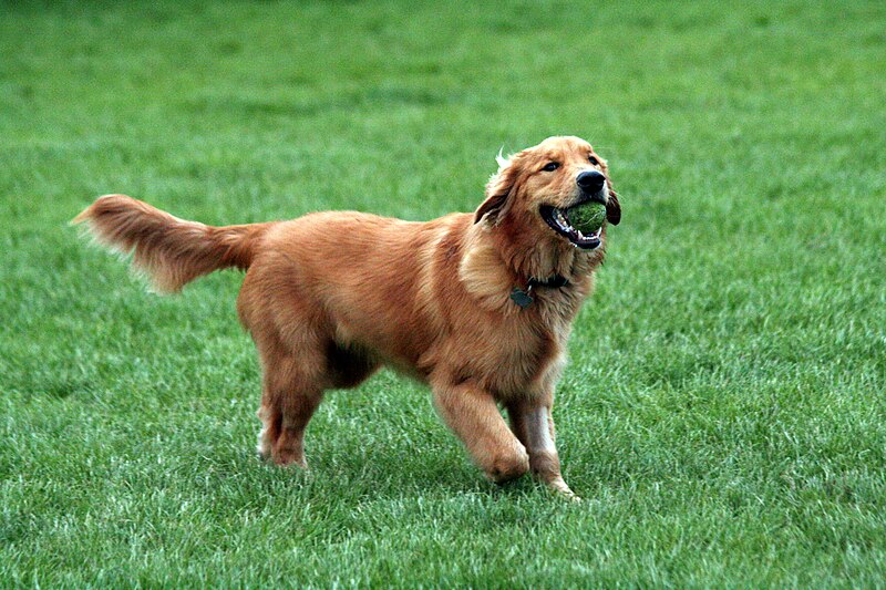 File:Golden Retriever with tennis ball.jpg