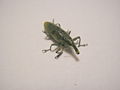 Coleoptera, Curculionoidea