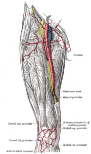 Miniatura para Arteria inferior lateral de la rodilla