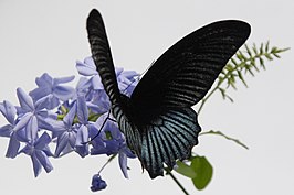 Papilio memnon