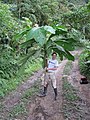 Xavier Cornejo colectando Grias theobromicarpa (Lecythidaceae), una nueva especie de árbol de hojas enormes, 18 de enero de 2009, estribaciones occidentales de la provincia de Pichincha, Ecuador.