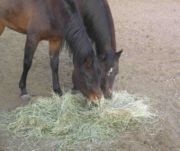 Forages, such as hay, are required by all horses