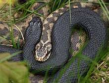 Shows the front parts of two common adders. One snake has the normal colour while the other has melanistic colour/pattern form. The head of the normal snake is enclosed in a half-coil of the melanistic form.