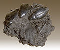 Hydrophilus sp. 35,000년전 플라이스토세 시기 화석.